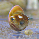Illustration for article titled Your moment of cute: baby nautilus edition